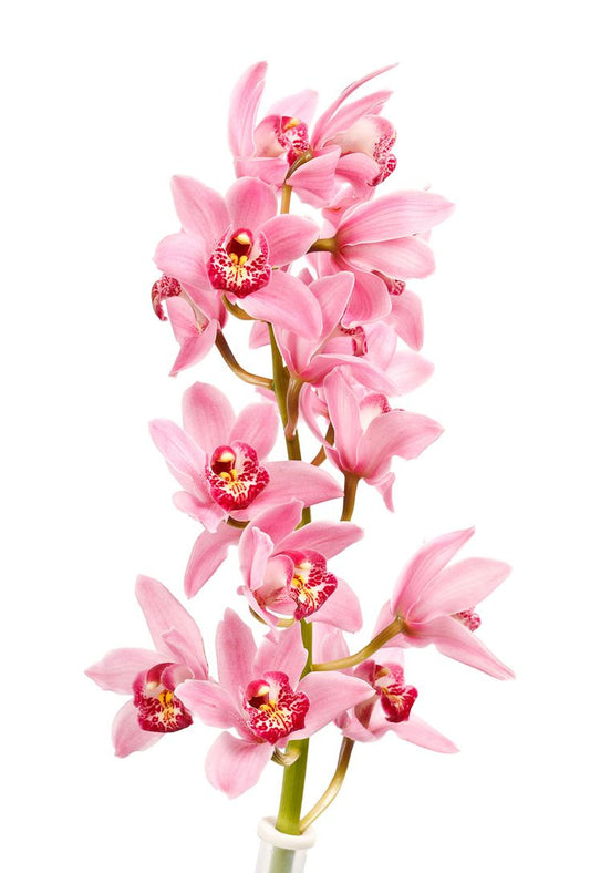 Cymbidium