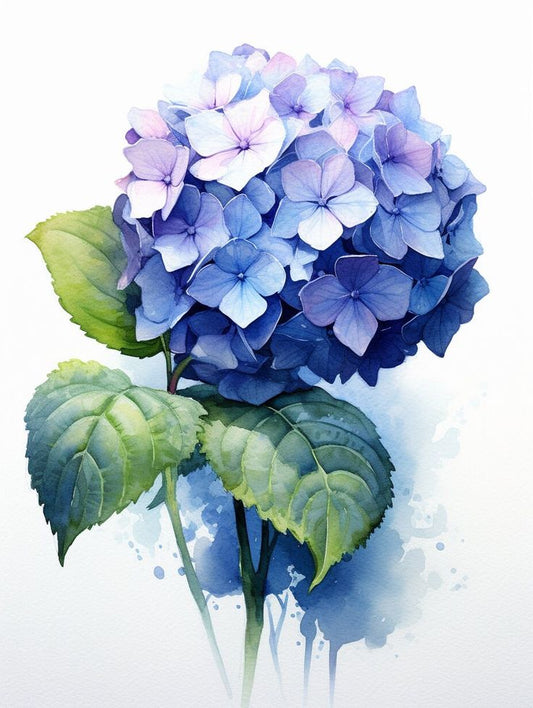 Hydrangea