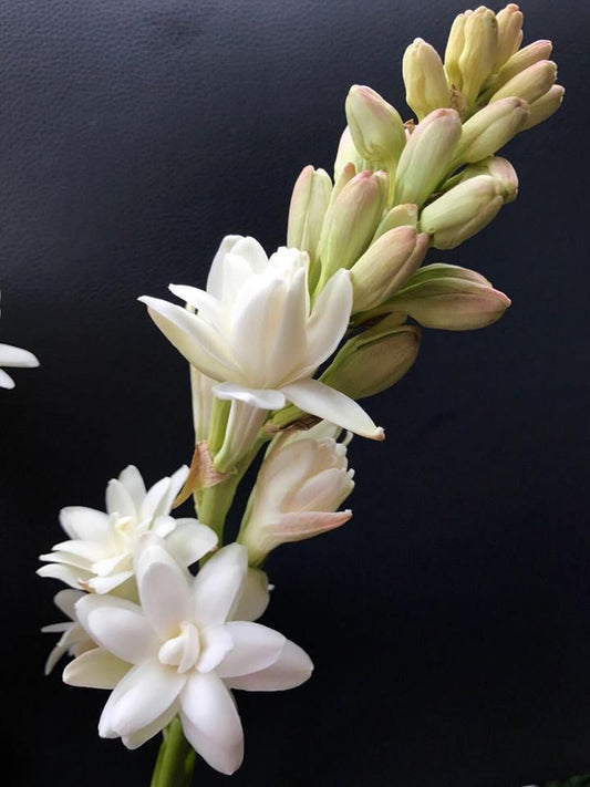 Double Tuberose