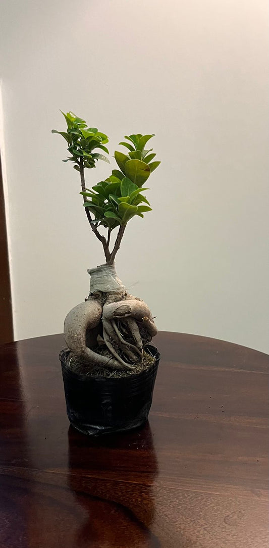 Bonsai Plant