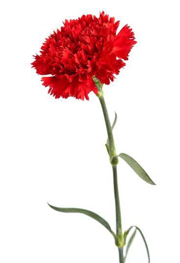 Carnation