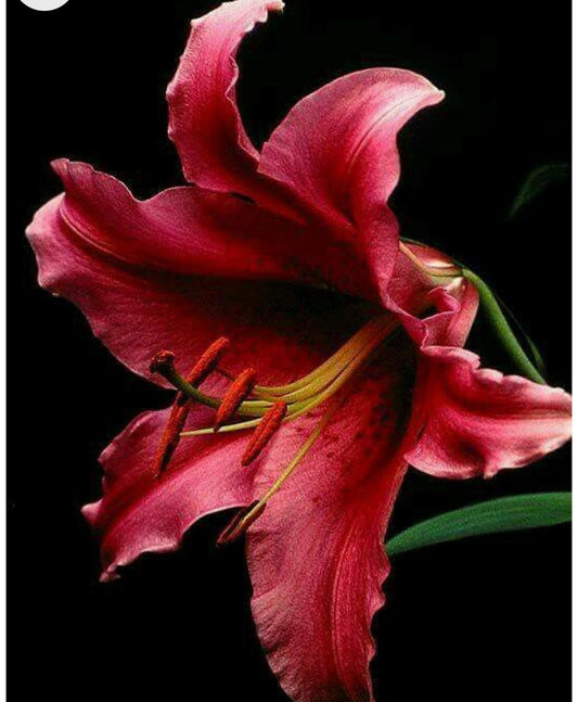 Oriental Lily