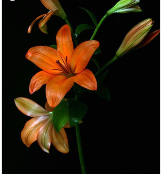 Asiatic   Lily