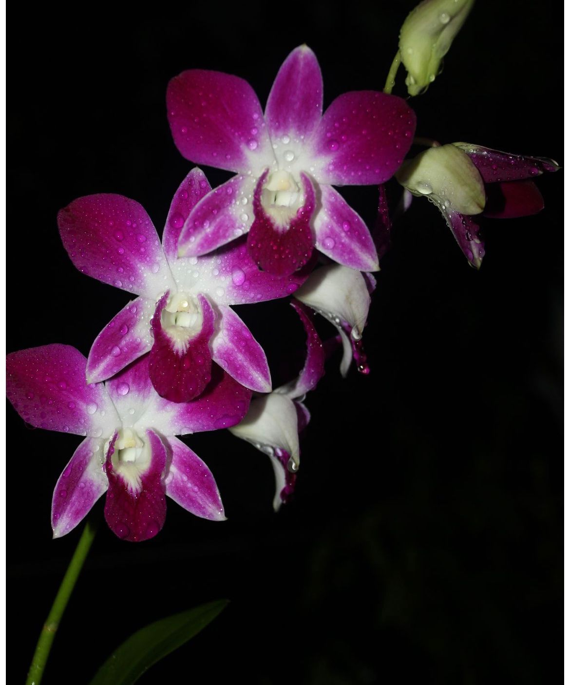 Sonia Orchid