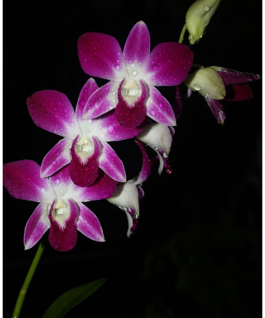 Sonia Orchid