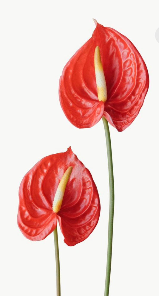 Anthurium Red Medium