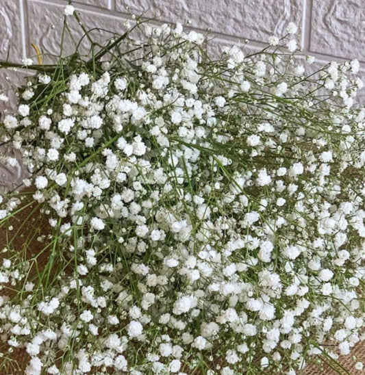 Gypsophilia