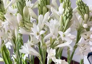 Tuberose