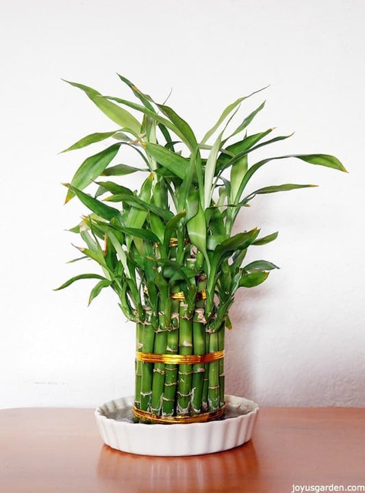 Lucky Bamboo